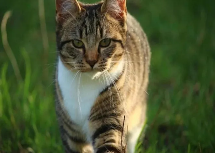 Escape Steps From The Nyaraló Rosolina Mare